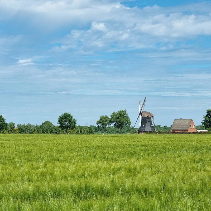 Feld in Ortsteil Südcoldinne mit Mühle im Hintergrund
