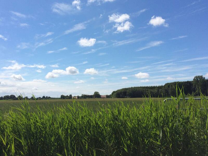 Blick über eine grüne Wiese mit angrenzendem Wald in Großheide