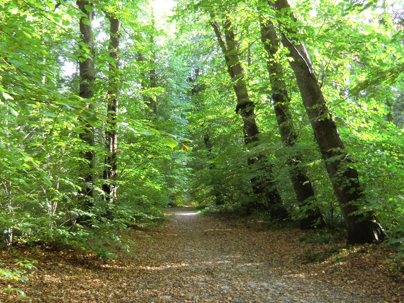Aufnahme des Berumerfehner Waldes mit einem Fußweg umgeben von großen Bäumen