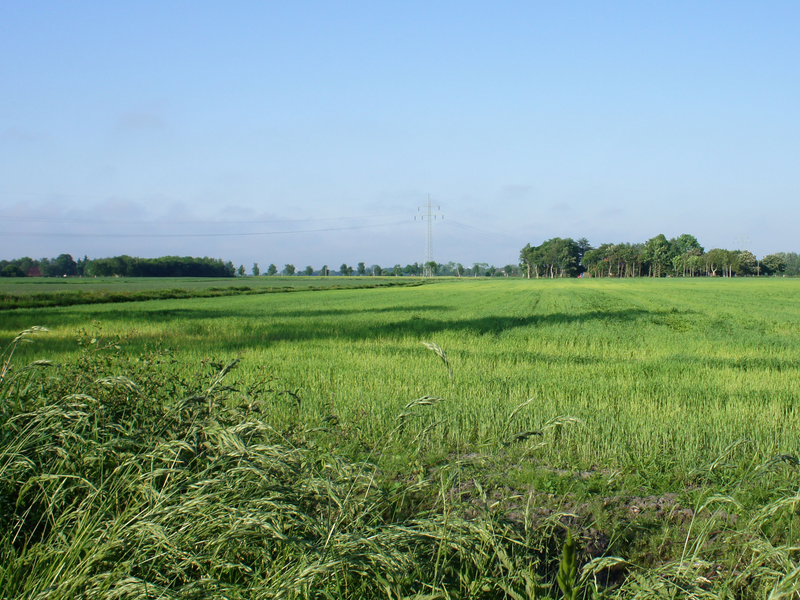 Weiter Blick über grüne Wiesen und Felder in Großheide