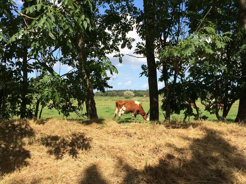 Grüne Wiese in Großheide mit einer weidenden braunen Kuh zwischen zwei Bäumen