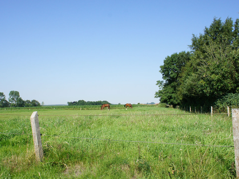 Landschaft in Großeide mit Pferden auf der Wiese