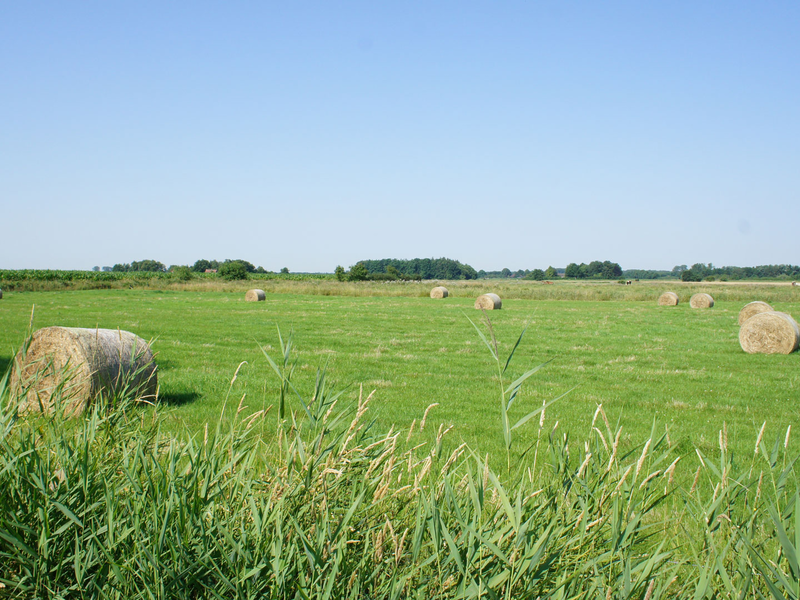 Wiese mit Rundballen