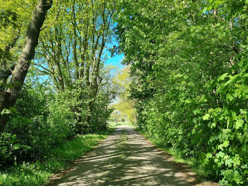 Aufnahme vom Rotdornweg im Ortsteil Ostermoordorf mit großen Bäumen seitlich der Straße