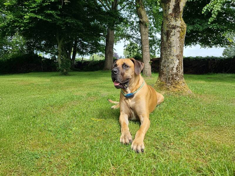 Deutsche Dogge, die auf einer Rasenfläche liegt