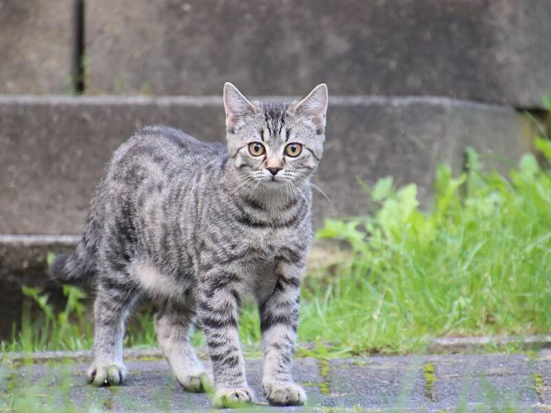 Abbildung einer getigerten Katze