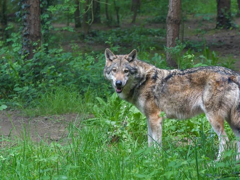 Abbildung eines Wolfes