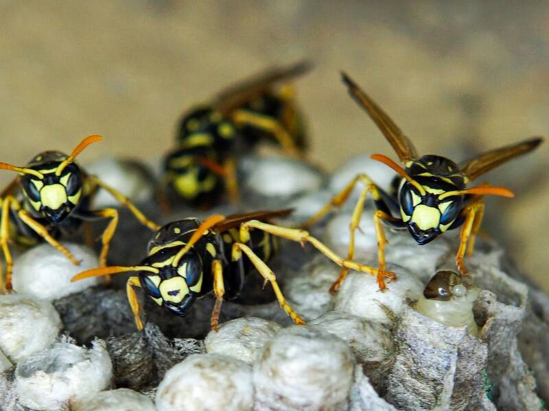 Detailaufnahme von Wespen auf einem Nest