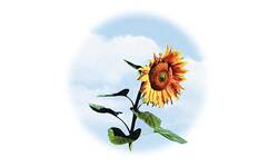 Sonnenblume - Logo des Alten Kindergartens