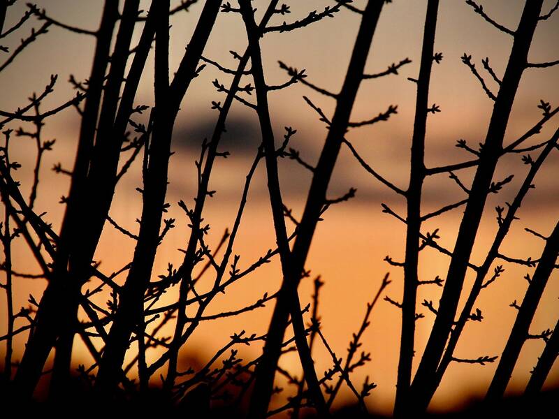 Detailaufnahme eines Strauches bei Sonnenaufgang