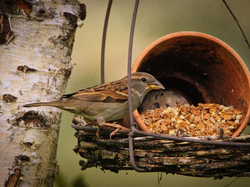 Abbildung eines Vogels neben Vogelfutter 