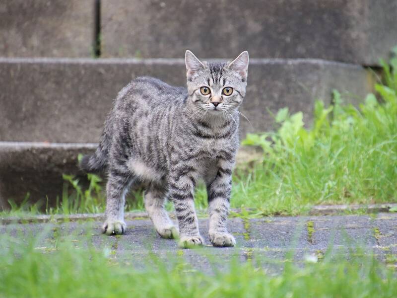 Abbildung einer grau getigerten Katze